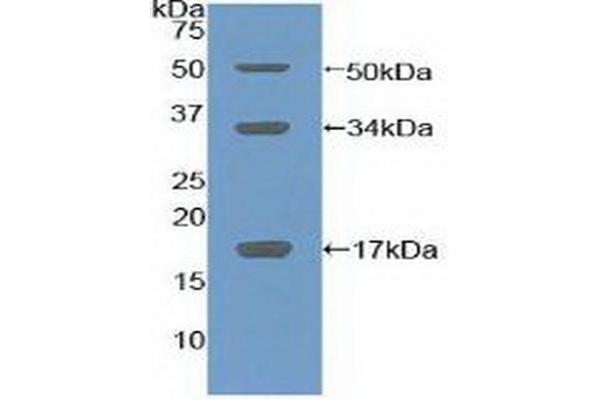 COL10 antibody  (AA 547-680)