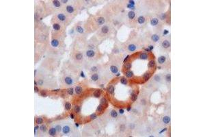 Immunohistochemical analysis of WIPI2 staining in mouse kidney formalin fixed paraffin embedded tissue section. (WIPI2 antibody)