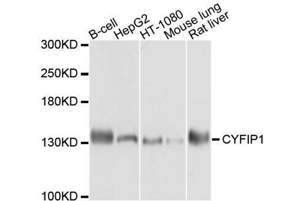 CYFIP1 antibody  (AA 1-270)