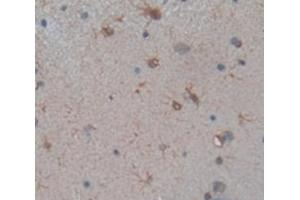 IHC-P analysis of Rat Tissue, with DAB staining. (SLC6A3 antibody  (AA 562-619))