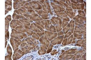 IHC-P Image PDIR antibody [N1N3] detects PDIR protein at cytoplasm in mouse pancreas by immunohistochemical analysis. (PDIA5 antibody)