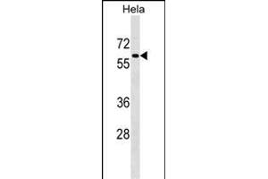 F1 Antibody (C-term) (ABIN1537336 and ABIN2848676) western blot analysis in Hela cell line lysates (35 μg/lane). (PAF1/PD2 antibody  (C-Term))