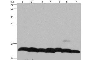 Western Blot analysis of K562 cell, Mouse pancreas tissue and Hela cell, Mouse thymus tissue and 293T cell, NIH/3T3 and LoVo cell using Histone H4 Polyclonal Antibody at dilution of 1:300 (Histone H4 antibody)