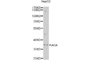 Western blot analysis of extracts of HepG2 cells, using AGA antibody (ABIN2560967) at 1:1000 dilution. (AGA antibody)