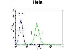 SMYD1 Antibody (C-term) flow cytometric analysis of Hela cells (right histogram) compared to a negative control cell (left histogram). (SMYD1 antibody  (C-Term))