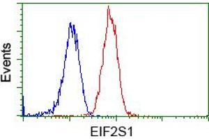 Image no. 2 for anti-Eukaryotic Translation Initiation Factor 2 Subunit 1 (EIF2S1) antibody (ABIN1497970) (EIF2S1 antibody)