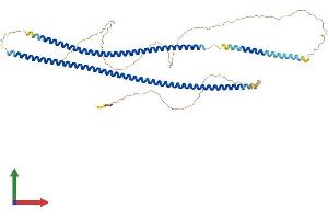 AlphaFold protein structure predicition of Mouse Recombinant Krt4 Protein, UniprotID P07744 (KRT4 Protein (AA 1-525) (His tag))