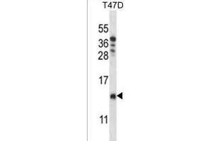 CHCH8 Antibody (C-term) (ABIN1537463 and ABIN2849333) western blot analysis in T47D cell line lysates (35 μg/lane). (COA4 antibody  (C-Term))