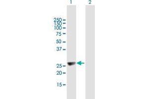 Western Blot analysis of KIFC2 expression in transfected 293T cell line by KIFC2 MaxPab polyclonal antibody.