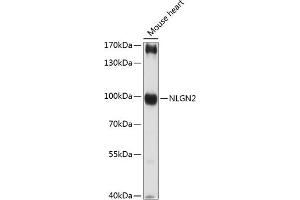 Western blot analysis of extracts of mouse heart, using NLGN2 antibody (ABIN7268874) at 1:3000 dilution. (Neuroligin 2 antibody  (AA 15-180))