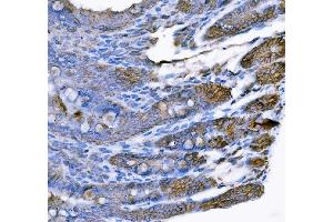 IHC analysis of Tspan-8/Tspan8 using anti-Tspan-8/Tspan8 antibody (ABIN7599681). (Tspan-8 antibody  (AA 108-203))
