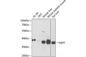 Western blot analysis of extracts of various cell lines using AQP9 Polyclonal Antibody at dilution of 1:1000. (AQP9 antibody)