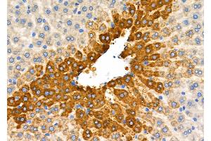 ABIN6261999 and ABIN6277813 at 1/100 staining Rat liver tissue by IHC-P. (GLN1 antibody  (C-Term))