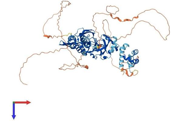 SCML2 Protein (AA 1-700) (His tag)