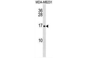 MFAP2 Antibody (N-term) western blot analysis in MDA-MB231 cell line lysates (35µg/lane). (MFAP2 antibody  (N-Term))