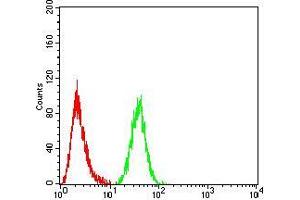 Flow cytometric analysis of HeLa cells using FOXP3 mouse mAb (green) and negative control (red). (FOXP3 antibody  (AA 297-431))