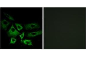 Immunofluorescence analysis of A549 cells, using NT5C1A Antibody. (NT5C1A antibody  (AA 151-200))