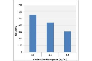 Glycogen Detection in Chicken Liver using the Glycogen Assay Kit (Fluorometric). (Glycogen Assay Kit (Fluorometric))