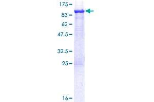 ASMTL Protein (AA 1-621) (GST tag)