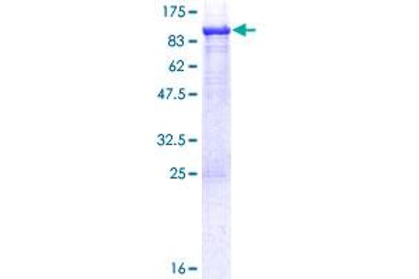 ASMTL Protein (AA 1-621) (GST tag)