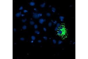 Immunofluorescence (IF) image for anti-TNF Receptor-Associated Protein 1 (TRAP1) antibody (ABIN1501499) (TRAP1 antibody)