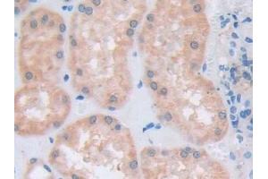 Detection of ATXN10 in Human Kidney Tissue using Polyclonal Antibody to Ataxin 10 (ATXN10) (Ataxin 10 antibody  (AA 116-302))