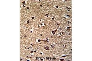 Formalin-fixed and paraffin-embedded human brain reacted with GLRX2 Antibody (C-term ), which was peroxidase-conjugated to the secondary antibody, followed by DAB staining. (Glutaredoxin 2 antibody  (C-Term))