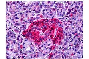 Human Pancreas: Formalin-Fixed, Paraffin-Embedded (FFPE) (NTSR1 antibody)