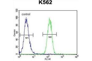 Flow cytometric analysis of K562 cells using FOXI3 Antibody (Center) Cat. (FOXI3 antibody  (Middle Region))
