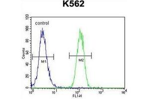 Flow cytometric analysis of K562 cells using FOXI3 Antibody (Center) Cat. (FOXI3 antibody  (Middle Region))
