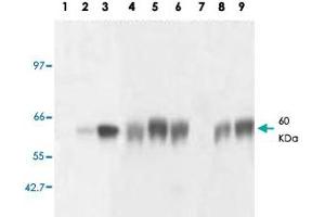 Western blot analysis of GNRHR monoclonal antibody, clone AT2.