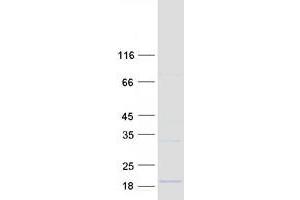 Validation with Western Blot (DEXI Protein (Myc-DYKDDDDK Tag))