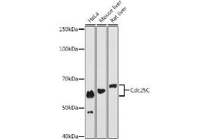 Western blot analysis of extracts of various cell lines, using Cdc25C antibody (ABIN7266251) at 1:1000 dilution. (CDC25C antibody)
