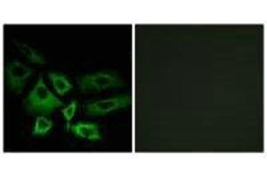 Immunofluorescence analysis of A549 cells, using NT5C1A antibody. (NT5C1A antibody)