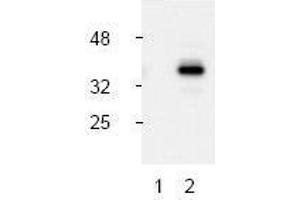 Image no. 1 for anti-Caspase 9, Apoptosis-Related Cysteine Peptidase (CASP9) (Asp330), (N-Term) antibody (ABIN127028) (Caspase 9 antibody  (Asp330, N-Term))