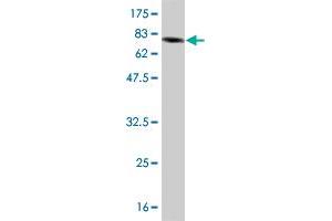 Western Blot detection against Immunogen (85. (IFNA2 antibody  (AA 24-188))