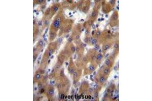 UBAP2 Antibody (N-term) immunohistochemistry analysis in formalin fixed and paraffin embedded human liver tissue followed by peroxidase conjugation of the secondary antibody and DAB staining. (UBAP2 antibody  (N-Term))