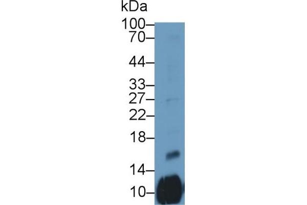 PF4V1 anticorps  (AA 1-104)