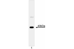 Western blot analysis of Mcl-1. (MCL-1 antibody  (C-Term))