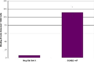 Suz12 antibody (pAb) tested by ChIP. (SUZ12 antibody  (C-Term))