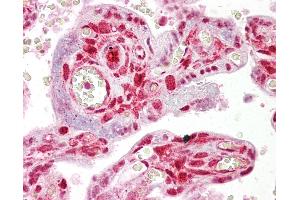 Anti-STRAP antibody IHC of human placenta. (STRAP antibody  (AA 101-150))