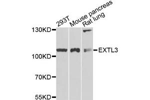 Western blot analysis of extracts of various cell lines, using EXTL3 antibody (ABIN5972043) at 1/1000 dilution. (EXTL3 antibody)