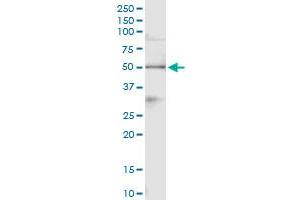Immunoprecipitation of PA2G4 transfected lysate using anti-PA2G4 MaxPab rabbit polyclonal antibody and Protein A Magnetic Bead , and immunoblotted with PA2G4 purified MaxPab mouse polyclonal antibody (B01P) . (PA2G4 antibody  (AA 1-394))