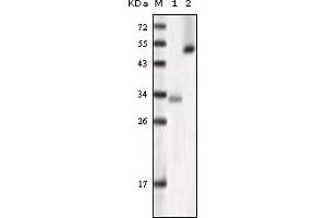 Western Blotting (WB) image for anti-Glycogen Synthase Kinase 3 alpha (GSK3a) (truncated) antibody (ABIN2464060) (GSK3 alpha antibody  (truncated))