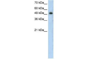 PRKCZ antibody used at 0.