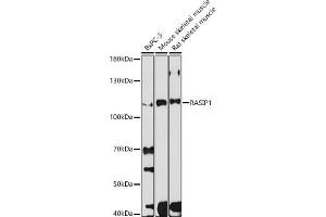 Western blot analysis of extracts of various cell lines, using R antibody (ABIN7269872) at 1:1000 dilution. (RASIP1 antibody)