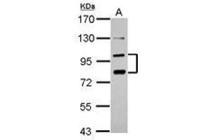 Image no. 1 for anti-Protocadherin alpha 6 (PCDHA6) (AA 84-387) antibody (ABIN1500052) (PCDHA6 antibody  (AA 84-387))