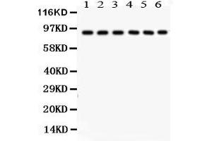 Anti- Oct-1 Picoband antibody, Western blottingAll lanes: Anti Oct-1  at 0. (POU2F1 antibody  (AA 11-240))