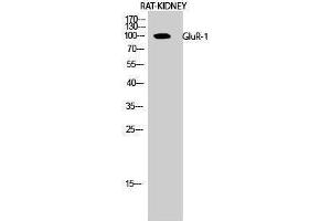 Western Blotting (WB) image for anti-Glutamate Receptor 1 (GLUR1) (Ser43) antibody (ABIN3184807) (Glutamate Receptor 1 antibody  (Ser43))