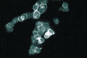 Immunofluorescence staining of PC12 cells (Rat neuroblastoma, ATCC CRL-1721). (SNAP25 antibody  (AA 8-29))